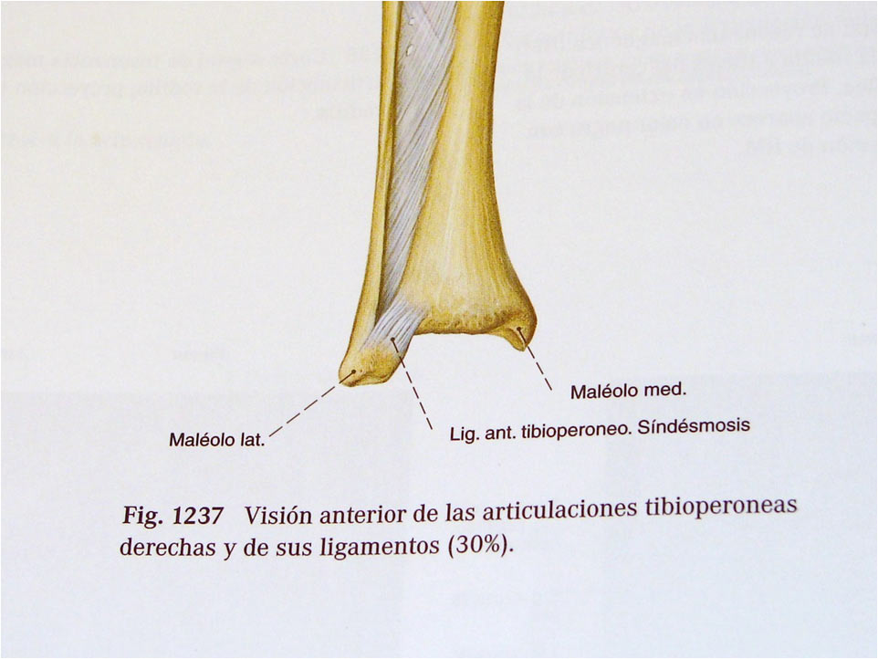 Estructuras Oseas