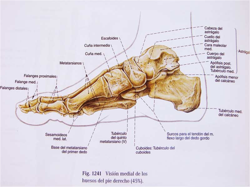 Estructuras Oseas