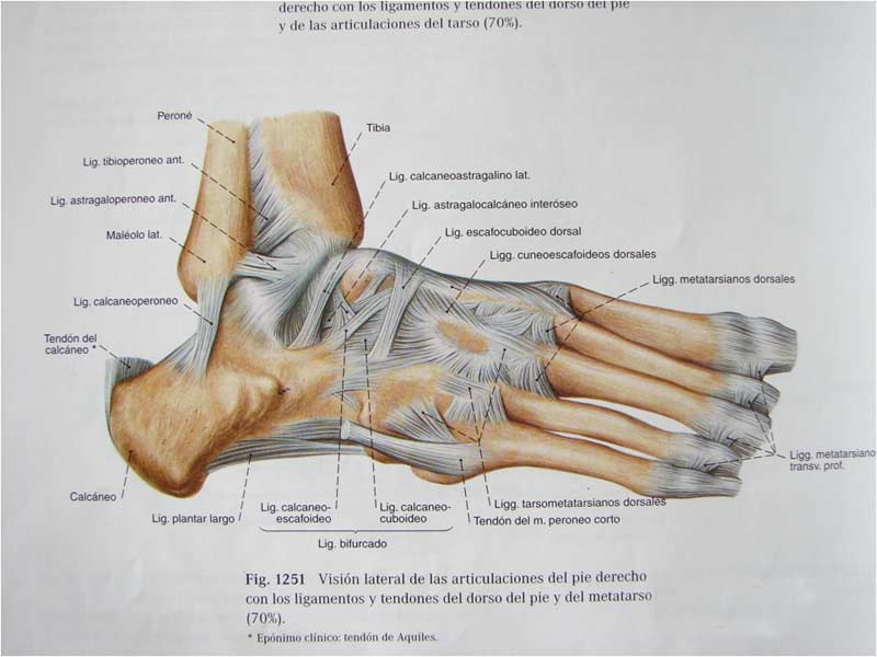 Estructuras capsulares y ligamentosas