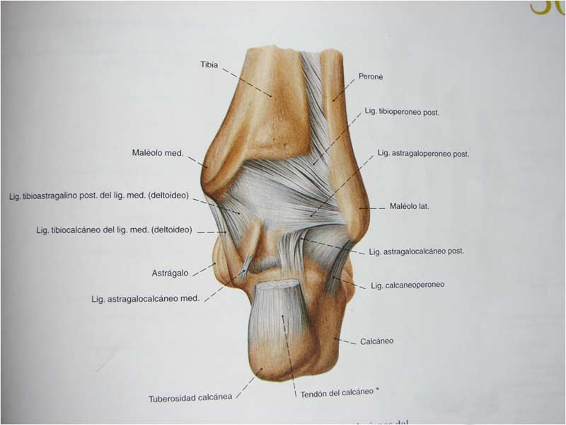 Estructuras capsulares y ligamentosas