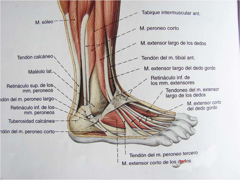 Musculatura Periarticular